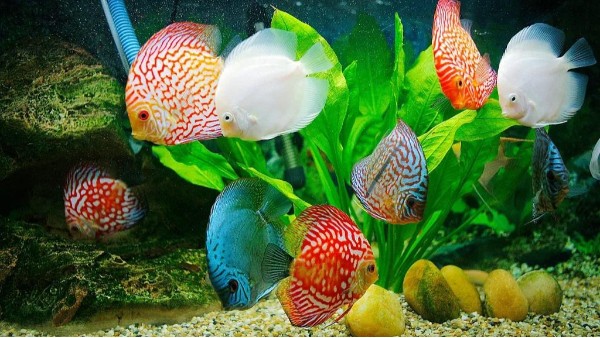 硝化細(xì)菌在養(yǎng)魚過(guò)程中的重要作用【新手養(yǎng)魚】