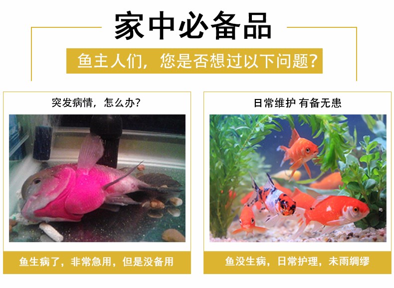 金魚1